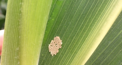 Image 2.  Western bean cutworm egg mass on corn leaf.