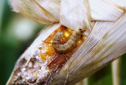 Image 3.  Mature larvae feeding on the ear.  