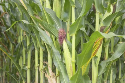 Corn Reproductive Development Facts