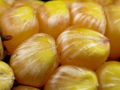 Fusarium “Starburst” Pattern on Corn Kernels