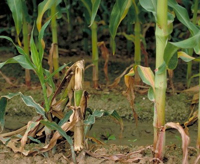 Image of corn with stalk rots.