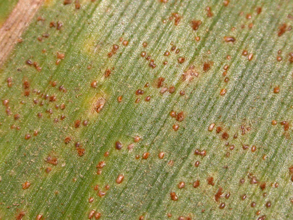 image showing southern rust disease on corn leaf