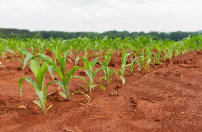 corn early growth