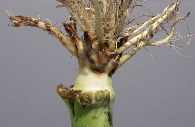 Corn rootworm injury on corn roots.