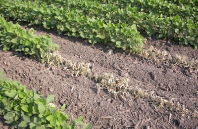 Phytophthora Infection Can Occur Any Time in Soybeans