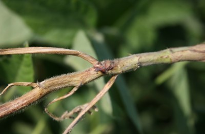 Early stem canker lesion near a node.